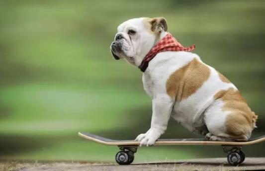 bulldog on skateboard 