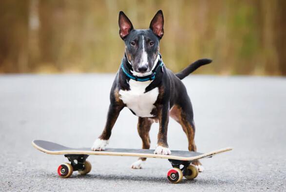 can dog really ride a skateboard