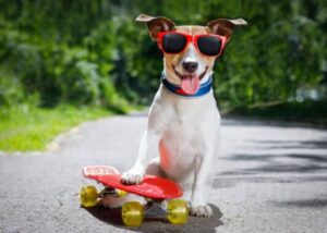 dog on red skateboard