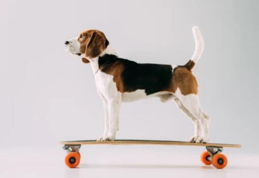 longboard for dogs
