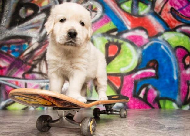 what to consider when choosing the skateboard for dogs