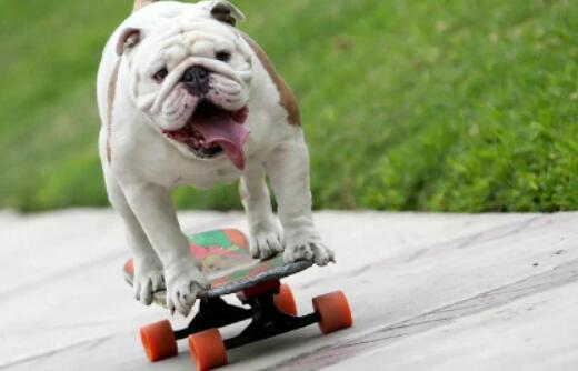 white dog on colorful skateboard